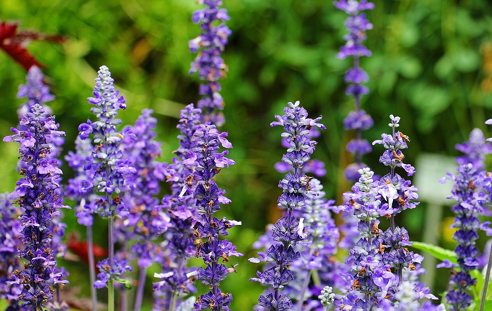 ᐅ Salbei pflanzen & Pflegen Meine Balkon Garten Tipps