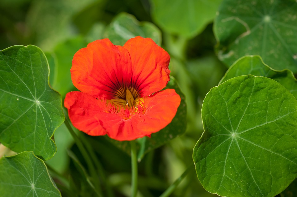 Die Kapuzinerkresse Garten & Balkon ++ Blumen & Kräuter Ratgeber