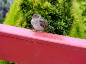55+ Vögel Auf Dem Balkon, Lernen sie, worauf es bei der richtigen.