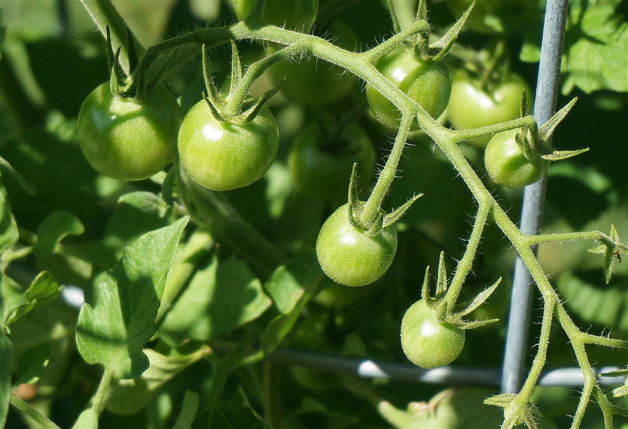 ᑕ ᑐ Dünger für Tomaten im Topf ++ Welcher ist der beste?