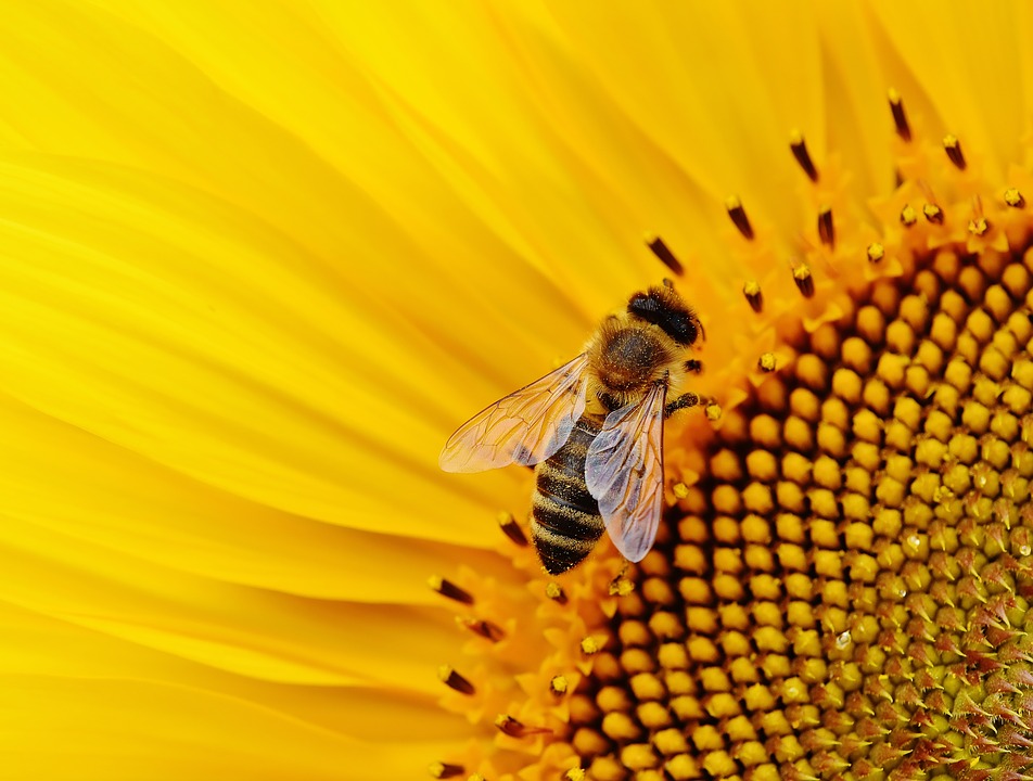 lll Bienen auf dem Balkon Das solltest du wissen