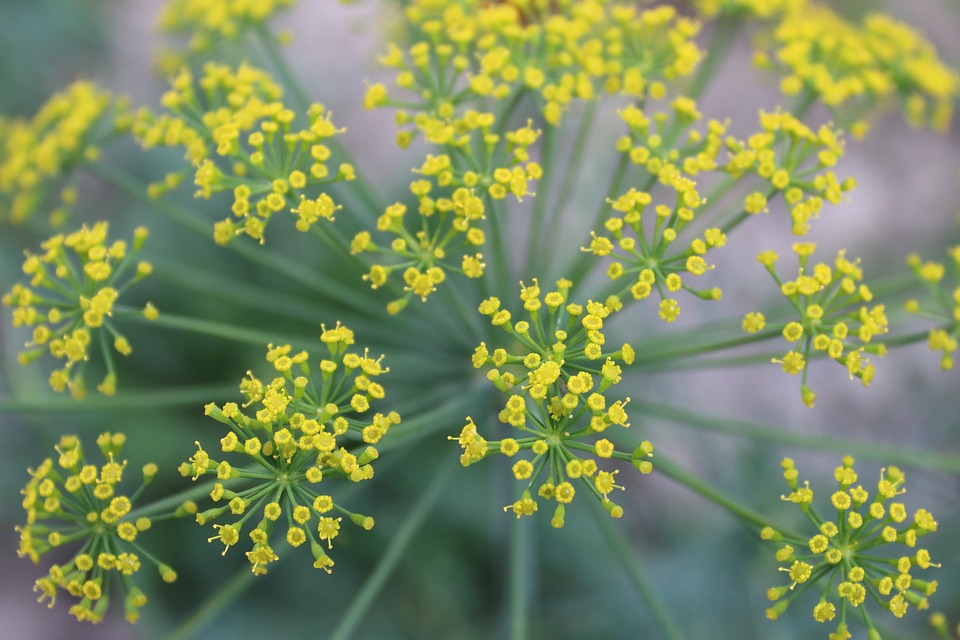 lll Dill im Garten pflanzen, pflegen und schneiden ᐅ