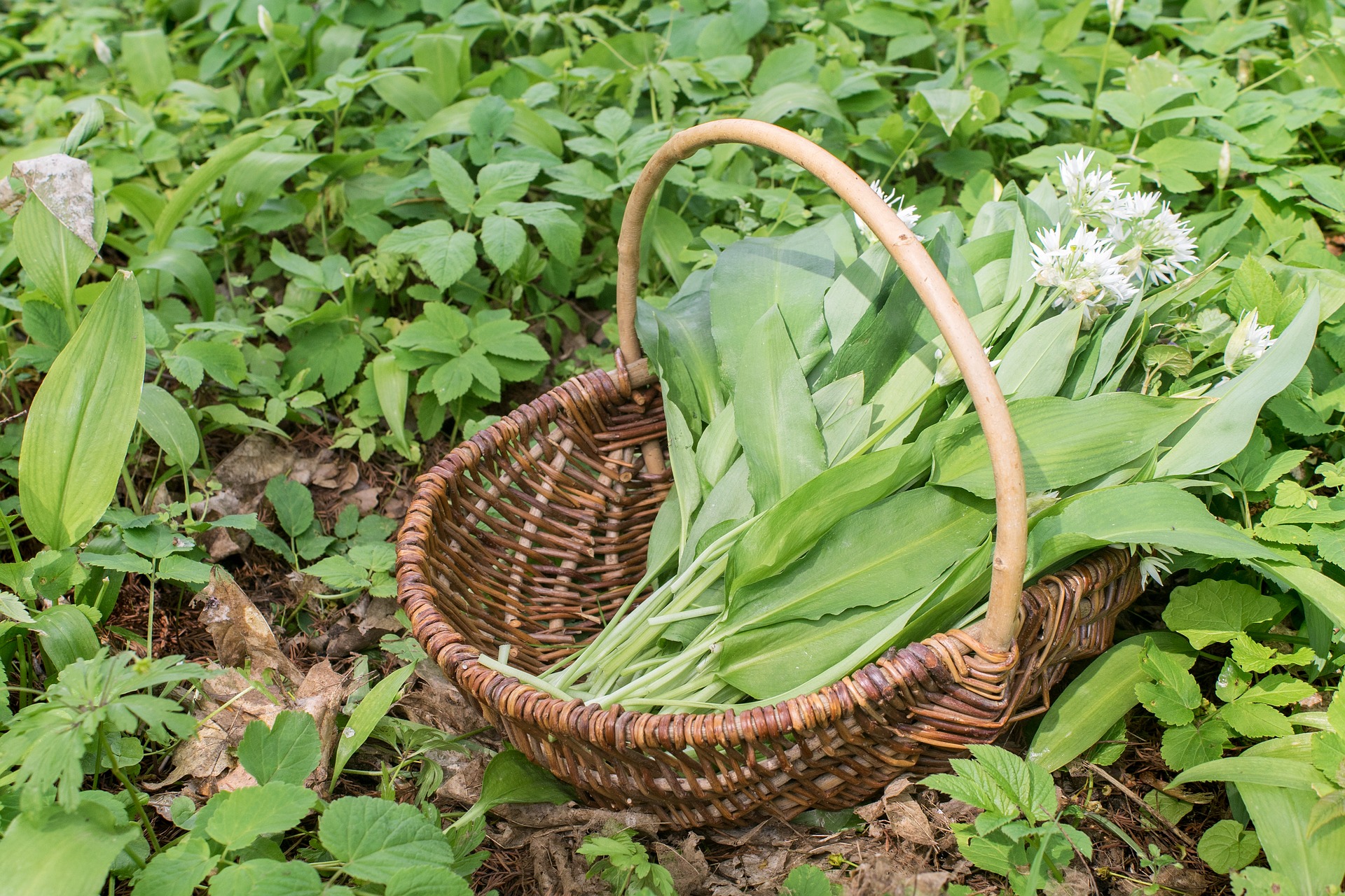 32+ Bärlauch Kaufen Für Den Garten, Mit ihrem aufrechten wuchs wird